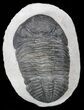 Bumpy Drotops Trilobite - Nice Preparation #55973-1